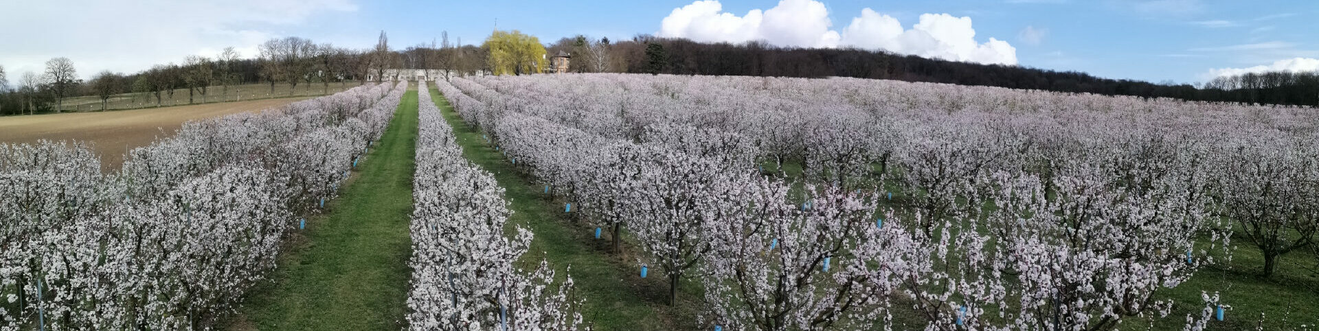 Marillenblüte