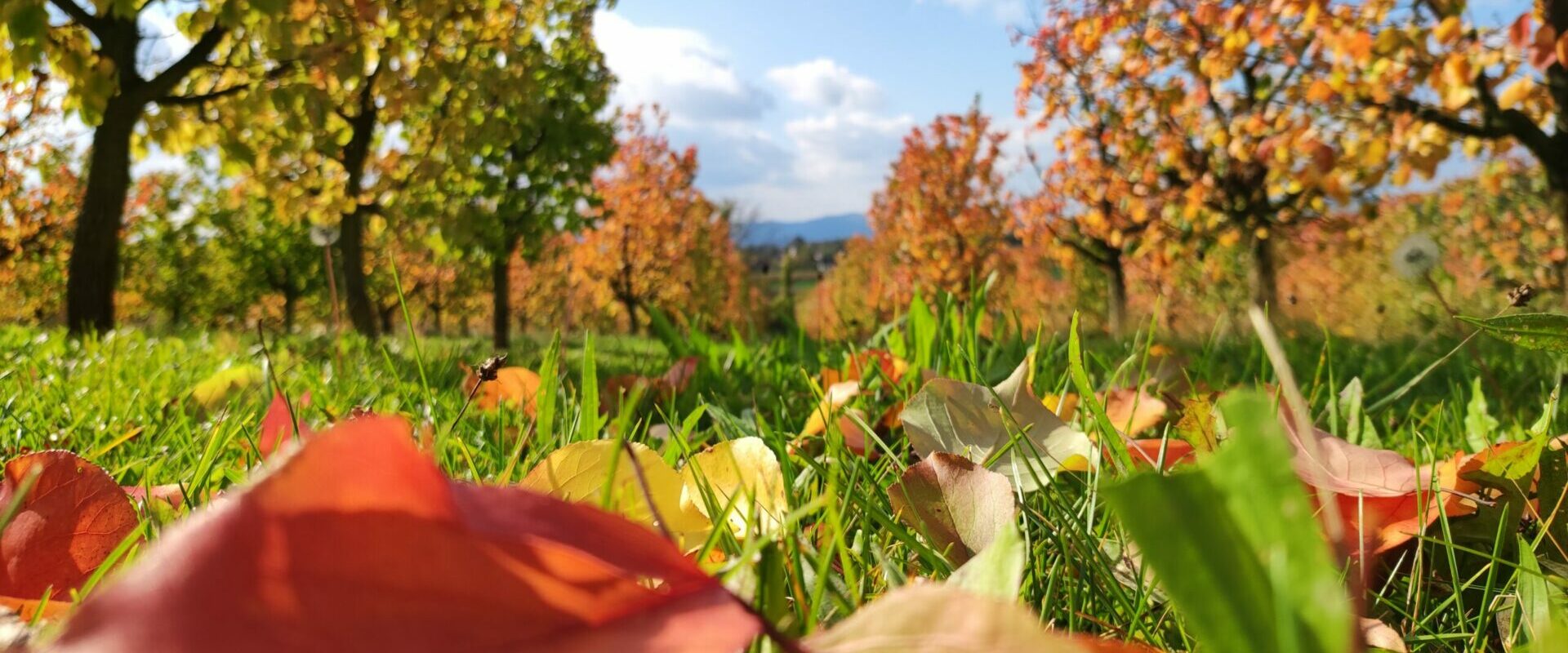 Herbststimmung