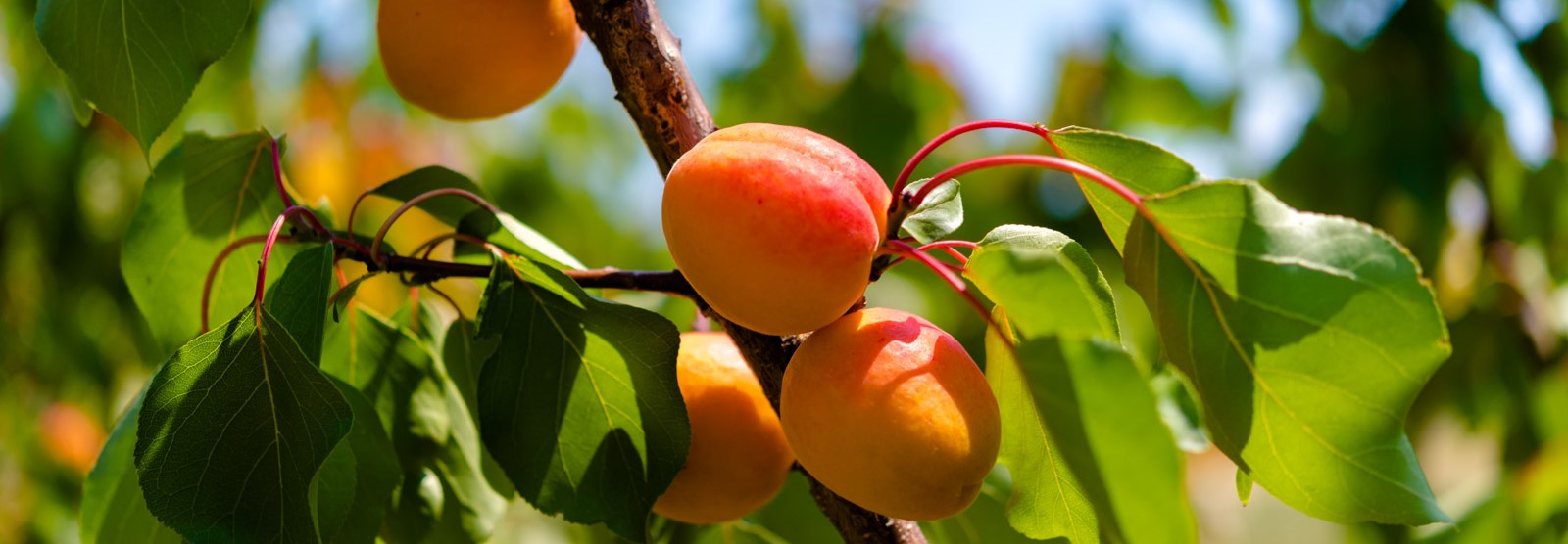 Will­kommen am Obst­hof Wittek